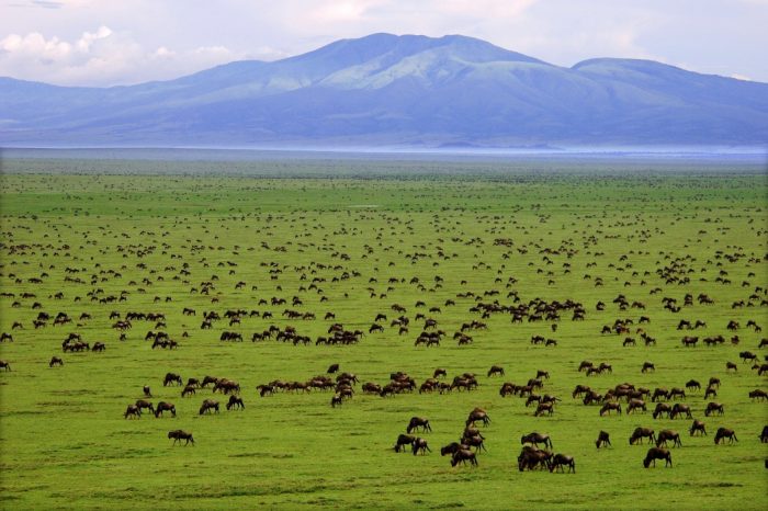 6 Days Serengeti, Ngorongoro Tanzania Safari