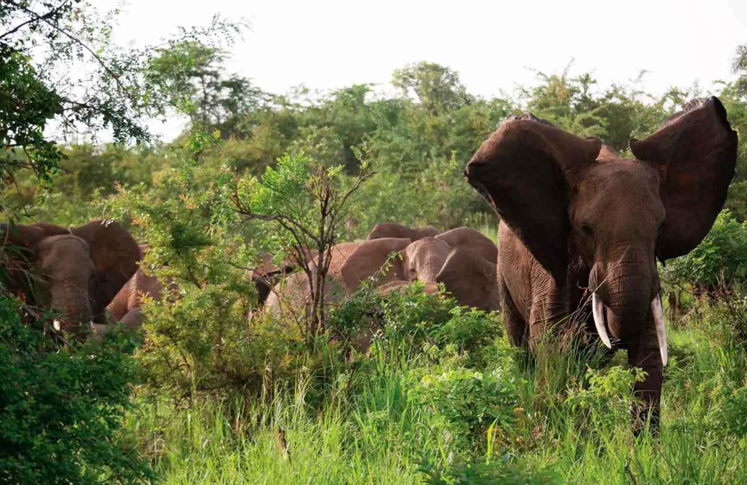 safari in Uganda